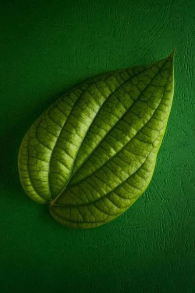 Zwarte Peper Plantenblad Piper Nigrum Geïsoleerd Textuur Groene Achtergrond Plat — Stockfoto