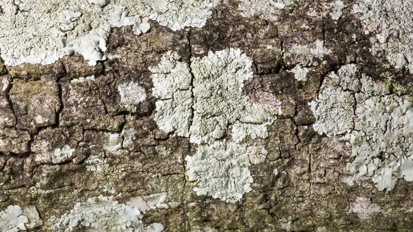 Camada Exterior Sem Costura Casca Árvore Com Fundo Textura Musgo — Fotografia de Stock