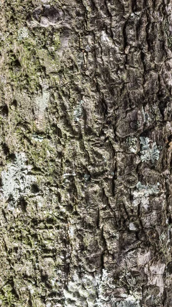 Nahtlose Äußere Schicht Aus Baumrinde Mit Moos Textur Hintergrund Nahaufnahme — Stockfoto