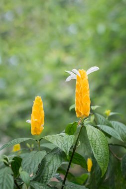 Altın karides, pachystachy lutea, parlak sarı kanatlı çiçek, altın mum ya da lolipop bitkisi olarak bilinir, bahçede, Sri lanka çiçekleri