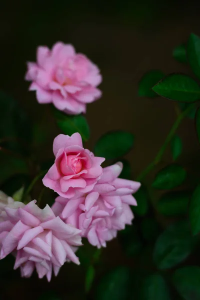 Kilka Różowych Róż Ogrodzie — Zdjęcie stockowe