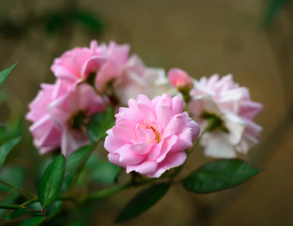 stock image bunch of pink roses in the garden