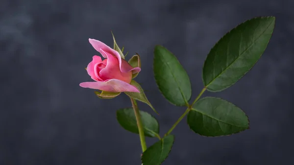 Fresh Pink Wild Rose Bud Isolated Dark Textured Backdrop Background — Stock Photo, Image