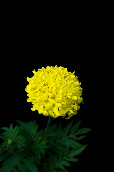 Világos Sárga Marigold Virág Növény Százszorszép Családi Növény Lövés Sekély — Stock Fotó
