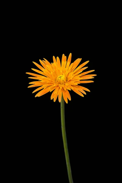 stock image bright orange gerbera daisy flower isolated on black background, sri lankan flowers