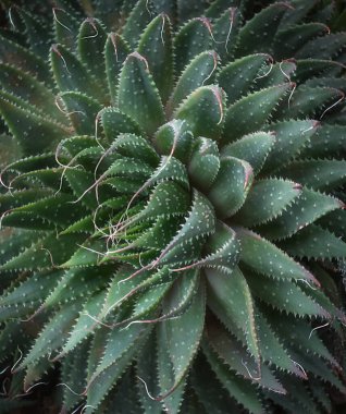 Küçük ve yavaş büyüyen haworthia sulu bitki, konteyner bitkisi yakın plan, doğal arka plan, doku, duvar kağıdı