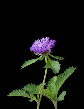 Knapweed ya da siyah knapweed, pembe ve mor yapraklı siyah arkaplan