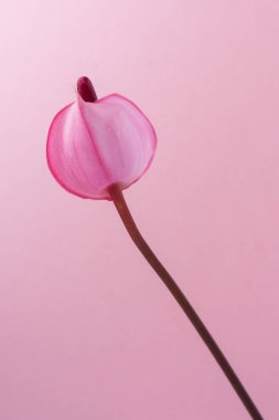 Tek bir anthurium çiçeği, kuyruk çiçeği, flamingo ve laceleaf olarak da bilinir, göz yaşı şeklinde, koyu kırmızı spadix ile koyu pembe arka planda izole edilmiş pembe renk çiçeği.