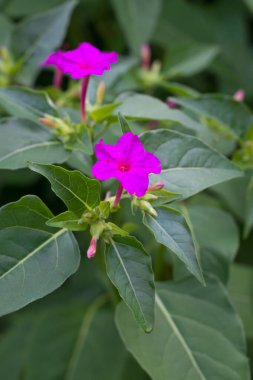 Peru harikası ya da saat dört çiçeği, pembe renk bahçedeki yaygın süs bitkisi.