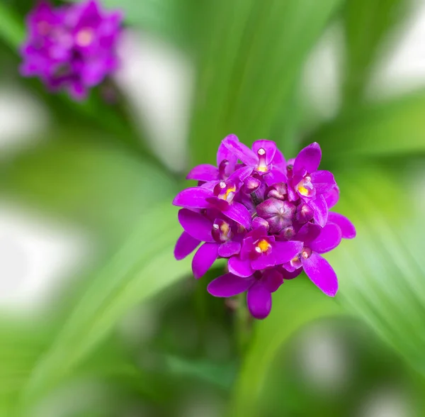 Paarse Orchideeën Close Van Bloemen Een Natuurlijke Achtergrond Geschoten Ondiepe — Stockfoto