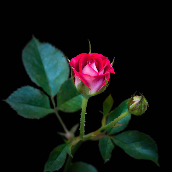 Red rose on a black background, closeup view taken in shallow depth of field