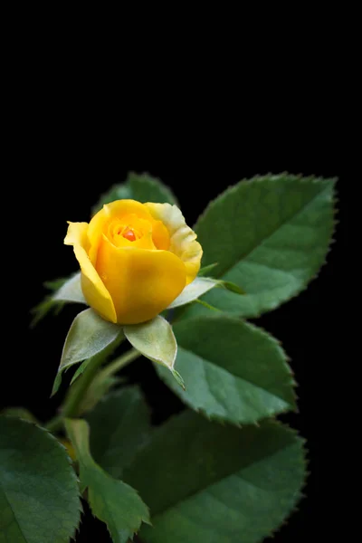 Élénk Sárga Rózsa Virágzó Sárga Virág Növény Szimbóluma Barátság Öröm — Stock Fotó