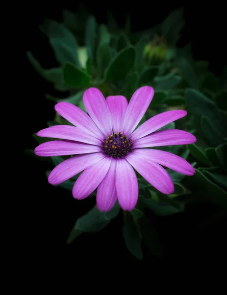 osteospermum, pink, purple african daisy, also called blue eyed daisy or cape daisy flower, grows in cool summer climate, isolated on black background