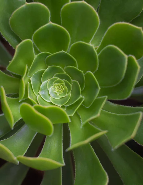 Parlak yeşil echeveria norma bitkisinin yakın görüntüsü, hızlı büyüyen kapalı alan, açık hava sulu bitki, arka plan, doku, duvar kağıdı tasarlamak için