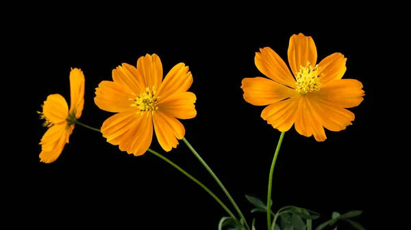 Kaliopsis veya tikseed olarak adlandırılan koreopsis, siyah arka planda izole edilmiş parlak turuncu çiçekler
