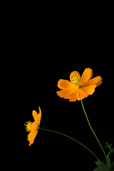 Coreopsis Often Called Calliopsis Tickseed Bright Orange Flowers Isolated Black — Stock Photo, Image