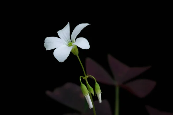 oxalis plant flower, commonly called wood sorrel or false shamrock plant, clover like leaves and white dainty flowering plant isolated on black background