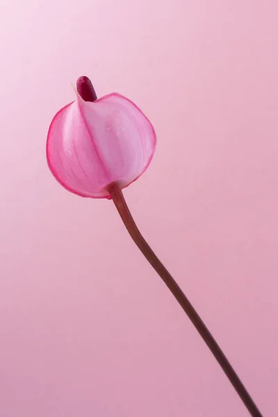 Single Anthurium Flower Also Known Tailflower Flamingo Laceleaf Teardrop Shaped — Stock Photo, Image