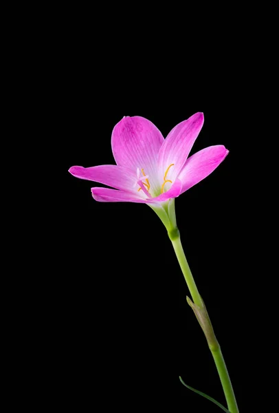 Rain Lily Zephyrlily Also Known Cuban Zephyrlily Rose Fairy Lily — Stock Photo, Image