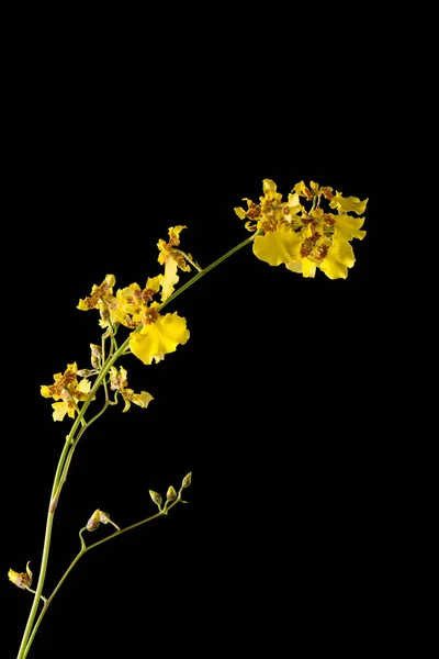 dancing lady orchid flower, also known as oncidium or dancing doll or golden shower orchids, vibrant yellow flower isolated on black background