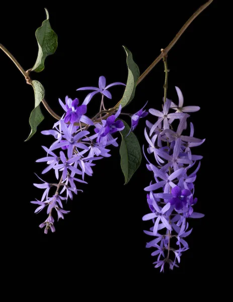 Bunga Petrea Volubilis Dengan Dedaunan Umumnya Dikenal Sebagai Karangan Bunga — Stok Foto