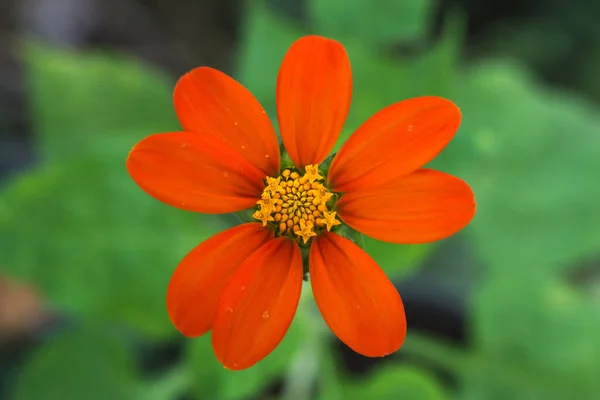 Leuchtend Orangefarbene Mexikanische Sonnenblume Oder Baumrinde Oder Mexikanischer Tournesol Oder — Stockfoto