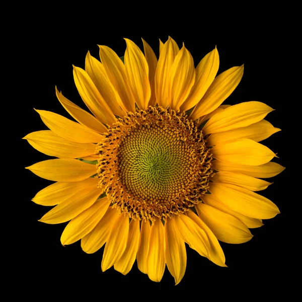sunflower, beautiful bright yellow flower head isolated on black background, closeup