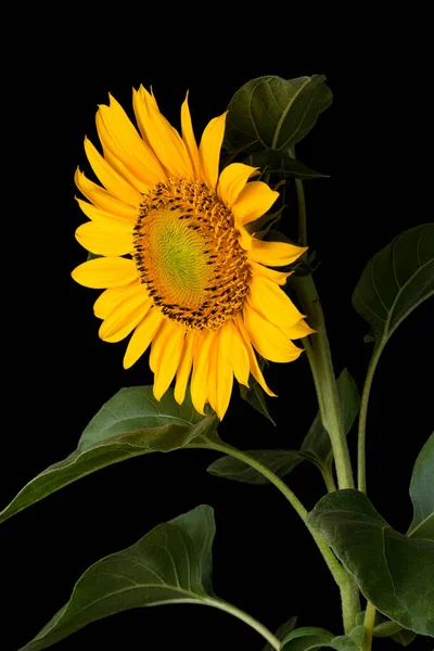 sunflower, beautiful bright yellow flower with leaves isolated on black background, closeup side view