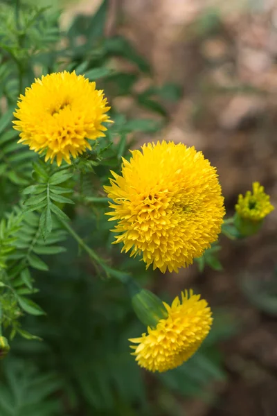 Kadife Çiçekleri Parlak Turuncu Sarı Renkli Çiçekler Bahçede Yapraklar Yakın — Stok fotoğraf