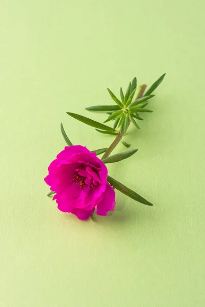 moss rose or mexican rose, purple flower with green leaves on a light green background surface