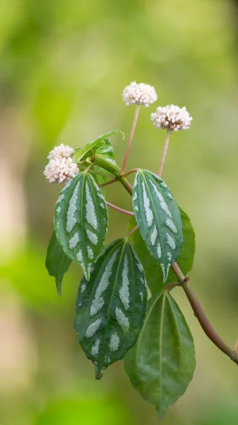 aluminum plant or watermelon pilea with white flowers, tropical fast growing houseplant in the garden, closeup view
