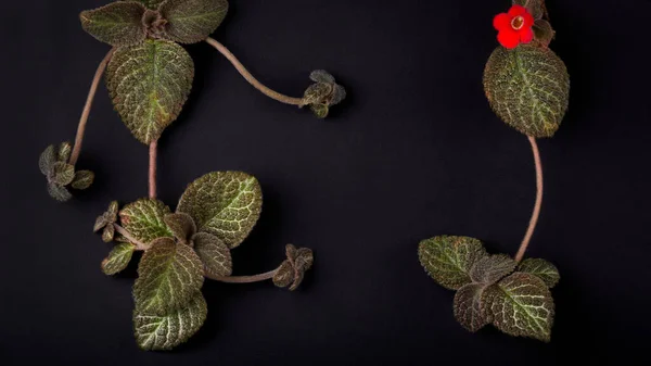 Chama Folhas Planta Violeta Com Uma Flor Vermelha Uma Superfície — Fotografia de Stock