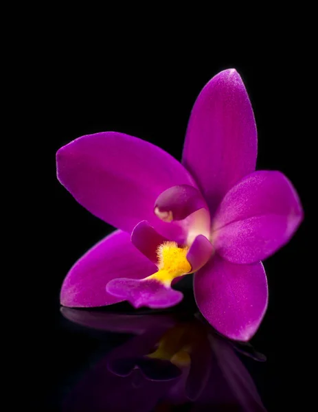 Closeup Purple Orchid Isolated Black Background Taken Shallow Depth Field — Stock Photo, Image