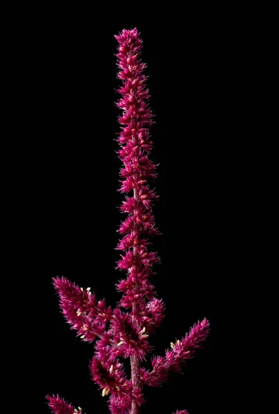 Pigweed Amaranthus Planta Flor Cor Marrom Flor Inflorescência Densa Isolado — Fotografia de Stock