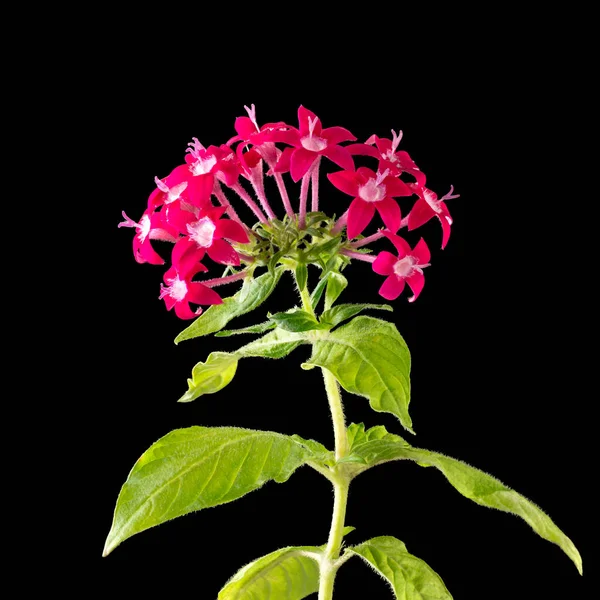 egyptian starcluster or pentas lanceolata, red star shaped flowers isolated on black background