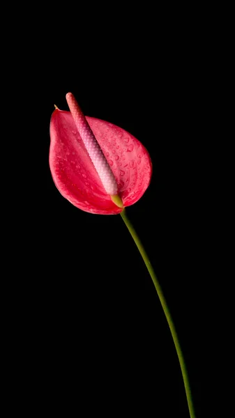 Fleur Anthurium Également Connu Sous Nom Hayon Flamant Rose Feuille — Photo