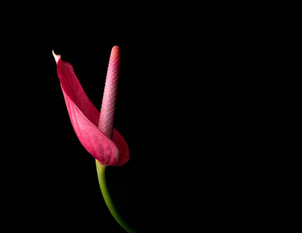 Anthurium Flower Also Known Tailflower Flamingo Laceleaf Side View Red — Stock Photo, Image