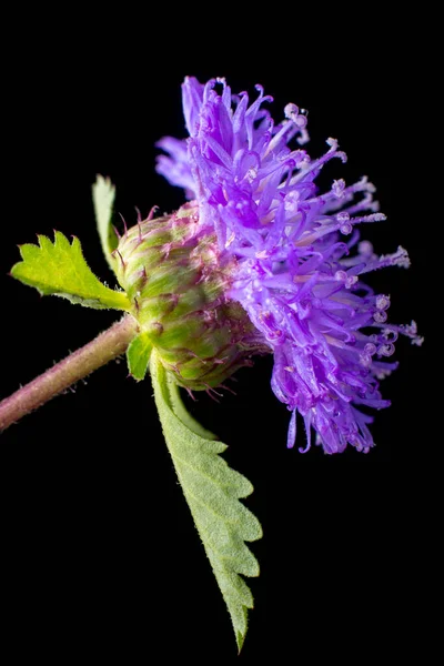 共通のナップウィードまたはブラックナップウィードクローズアップ紫色の花のマクロビューブラックの背景に孤立した葉 フィールドの浅い深さで撮影 — ストック写真