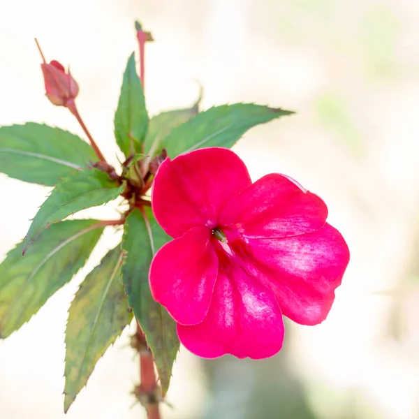 Stock image new guinea impatiens or impatiens hawkeri flower, closeup view of a pink bloom in the garden