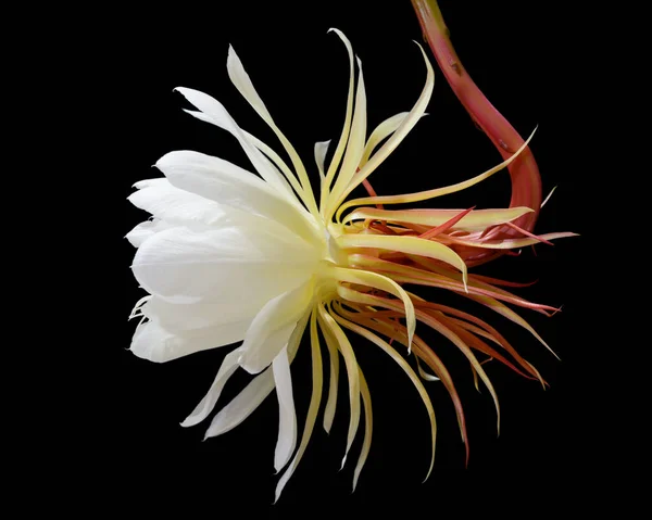 Front View Short Lived White Colored Night Blooming Cereus Princess — Stock Photo, Image