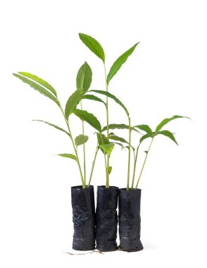 Kakule bitkileri, genellikle yeşil ya da gerçek kakule olarak bilinen aromatik bitkiler, pahalı baharatlı, beyaz arka planda izole edilmiş tropikal bitkiler.