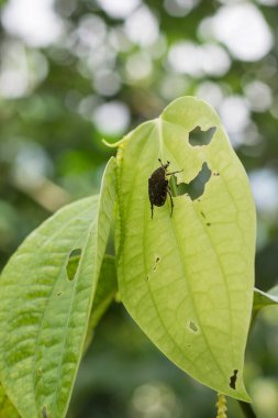 Yaprak yiyen sarı benekli böcek kara biber yaprağında, yaprakları delinmiş, zarar görmüş ve yenmiş yapraklar, yıkıcı böcek ya da haşere görüntüsü