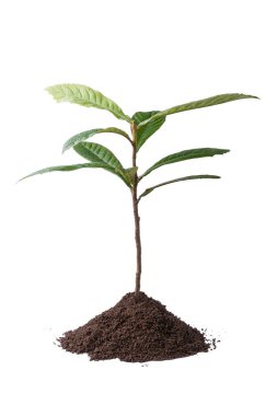 loquat tree plant with soil, grown commercially for its orange fruits and leaves for herbal tea, ornamental plant isolated on white background, side view clipart
