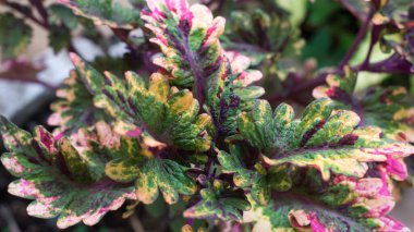 Kola bitkisi yaprakları, parlak renkli, popüler süs bitkisinin yakın görüntüsü.