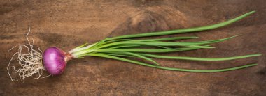 Yeşil yaprakları ve kökleri olan kırmızı soğan ampulü, ahşap zemin üzerinde yetişmiş organik sebze, yakın plan.