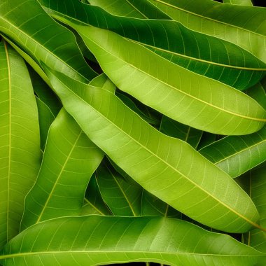 Mango arka plan dokusu, çeşitli mutfaklarda kullanılan yenilebilir sağlıklı yapraklar ve cilt bakımı ve saç büyümesi, yakın çekim soyut