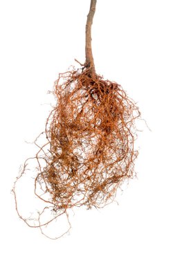 bitki veya ağaç kökleri, beyaz arkaplanda izole edilmiş, yakın plan