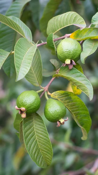 Ağaç dalında guava meyvesi, bahçede tropikal meyvelerin yakın plan görüntüsü, doğal arka plan.