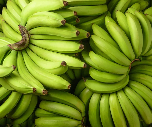 Świeże Niedojrzałe Banany Zebrane Tropikalne Zielone Tło Owocowe Zbliżenie — Zdjęcie stockowe