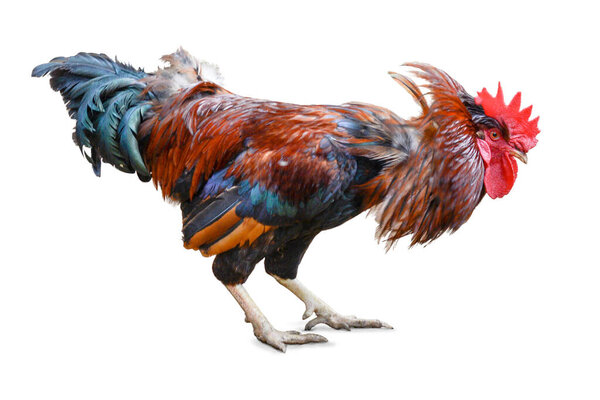 rooster, male chicken bird with brown and blueish feathers, isolated on white background